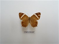 藏品(深山黛眼蝶)的圖片